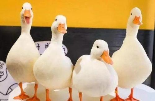 国产鸭子,探寻中华美食的鸭韵风采